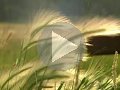 لكلّ شيء تحت السماء وقت