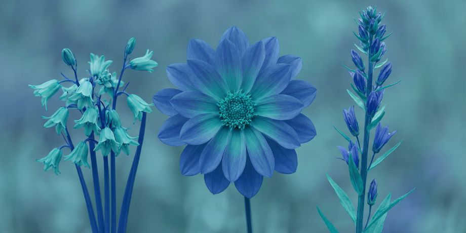 صورة تحتوي على ورد